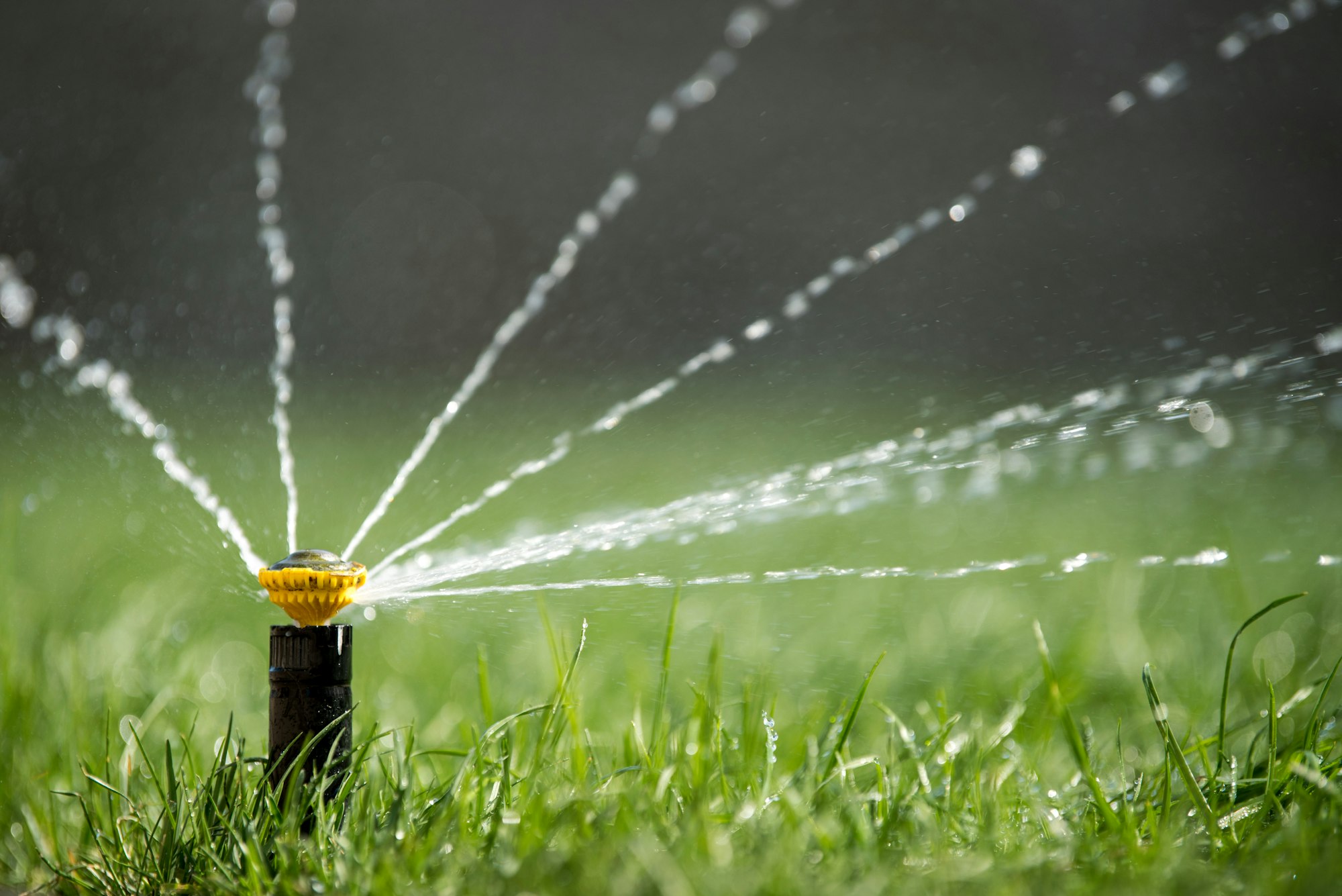 Sprinkler in action watering grass